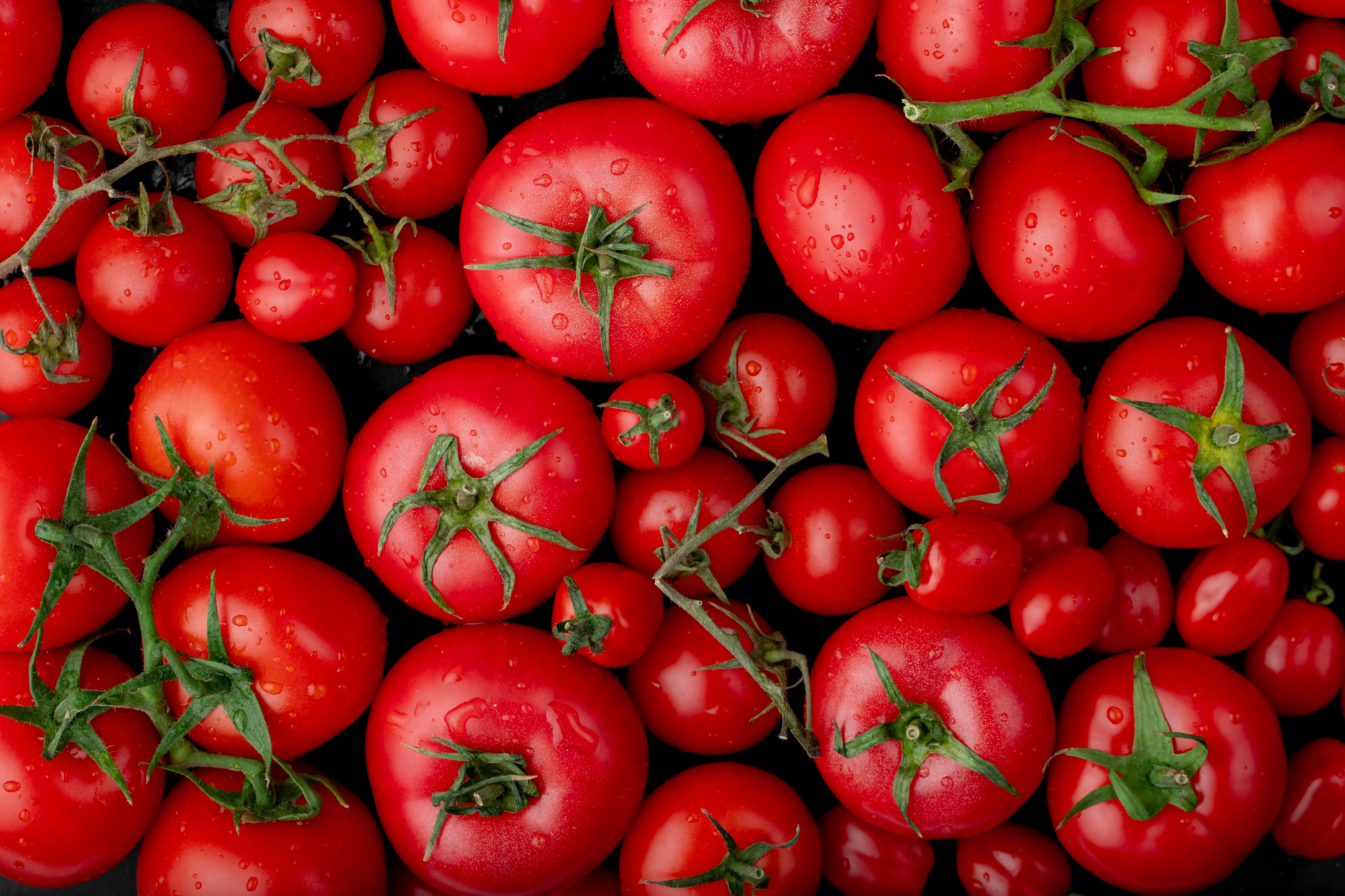 Fresh Italian tomatoes